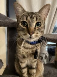 Lost Male Cat last seen Via lomas lot 7, Laguna Hills, CA 92653