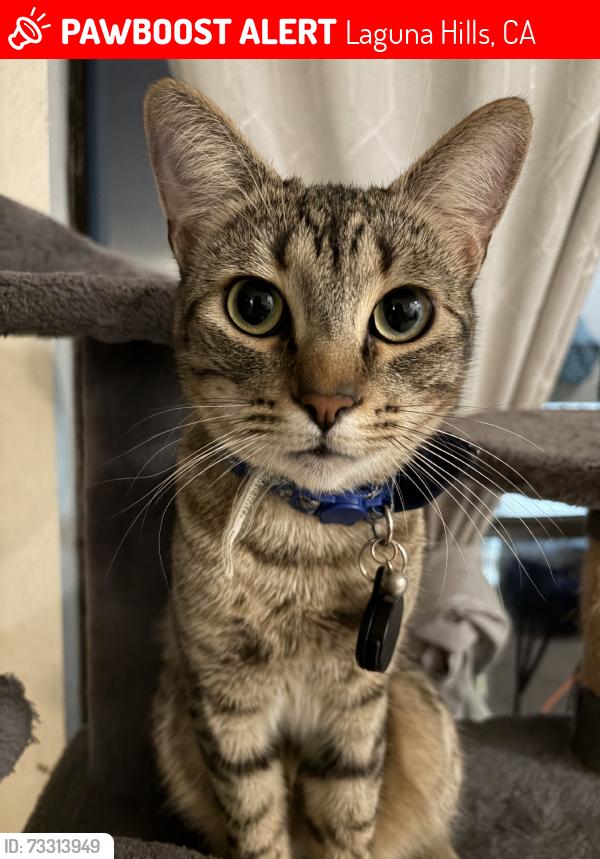 Lost Male Cat last seen Via lomas lot 7, Laguna Hills, CA 92653