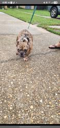 Found/Stray Female Dog last seen Berthe and Lois, Callaway, FL 32404