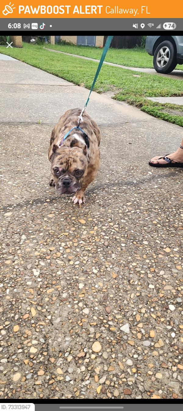 Found/Stray Female Dog last seen Berthe and Lois, Callaway, FL 32404