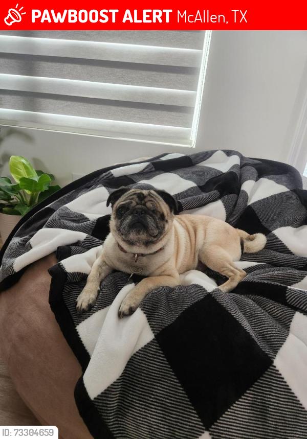 Lost Male Dog last seen Dove & Bentsen, McAllen, TX 78504