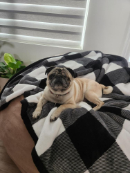 Lost Male Dog last seen Dove & Bentsen, McAllen, TX 78504