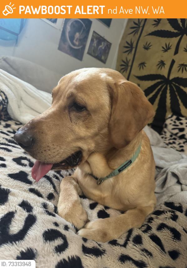 Found/Stray Male Dog last seen 82nd off of Goldman, 82nd Ave NW, WA 98329