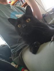 Lost Male Cat last seen Dresden St., Linden Community Center, Columbus, OH 43211