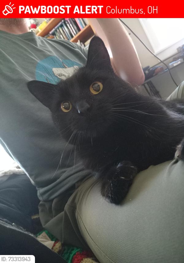 Lost Male Cat last seen Dresden St., Linden Community Center, Columbus, OH 43211