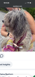 Found/Stray Male Dog last seen Fort George Road and Heckscher Drive, Jacksonville, FL 32226