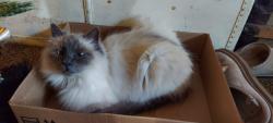 Lost Male Cat last seen Grade rd AND 30th st, Lake Stevens, WA 98258