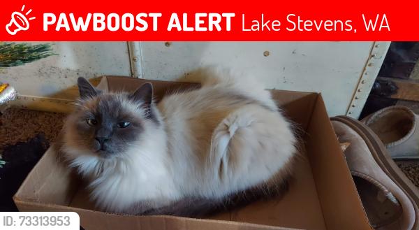 Lost Male Cat last seen Grade rd AND 30th st, Lake Stevens, WA 98258