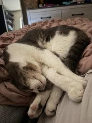 Reunited Male Cat last seen Milton street, Greensboro, NC 27403