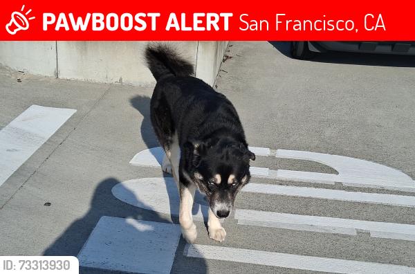 Lost Male Dog last seen 16TH AND MISSION STREET, San Francisco, CA 94115