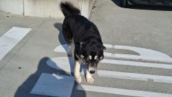 Lost Male Dog last seen 16TH AND MISSION STREET, San Francisco, CA 94115