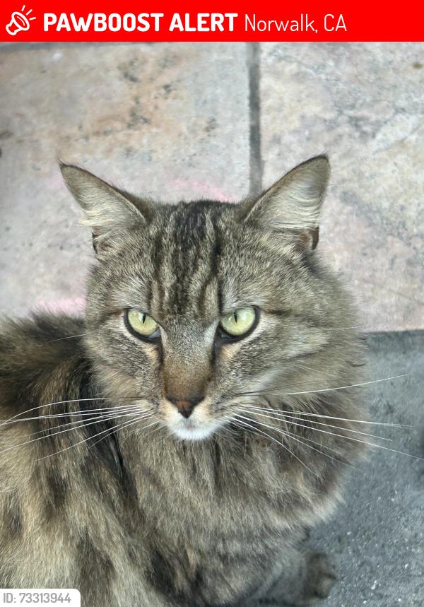 Lost Male Cat last seen Elaine Ave, Norwalk, CA 90650