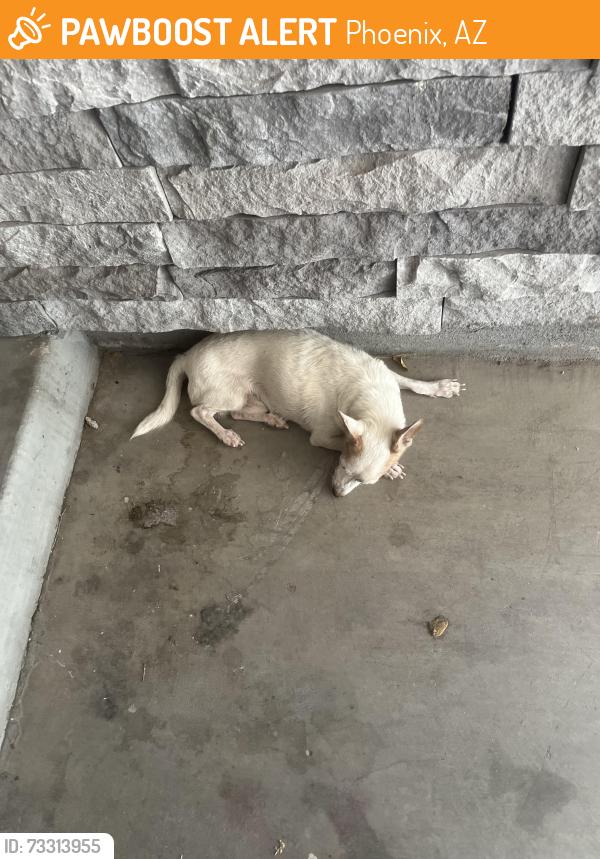 Found/Stray Male Dog last seen At copper stone apmts, Phoenix, AZ 85008
