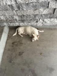 Found/Stray Male Dog last seen At copper stone apmts, Phoenix, AZ 85008