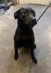 Shelter Stray Female Dog last seen LINDSAY AVE & TAYLOR ST, 2127 Front St, Sacramento, CA 95818, USA