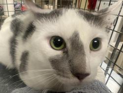Shelter Stray Male Cat last seen Near BLOCK N 60TH ST, 3839 W Burnham St, West Milwaukee, WI 53215, USA