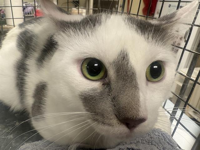 Shelter Stray Male Cat last seen Near BLOCK N 60TH ST, 3839 W Burnham St, West Milwaukee, WI 53215, USA