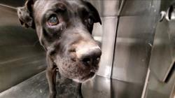 Shelter Stray Male Dog last seen , 4000 N Silverbell Rd, Tucson, AZ 85745, USA