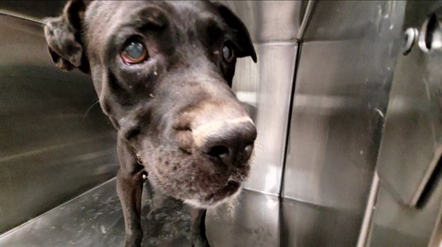 Shelter Stray Male Dog last seen , 4000 N Silverbell Rd, Tucson, AZ 85745, USA