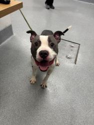 Shelter Stray Male Dog last seen Near, 2600 S Harding St, Indianapolis, IN 46221, USA