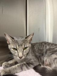 Shelter Stray Female Cat last seen Near, 2600 S Harding St, Indianapolis, IN 46221, USA