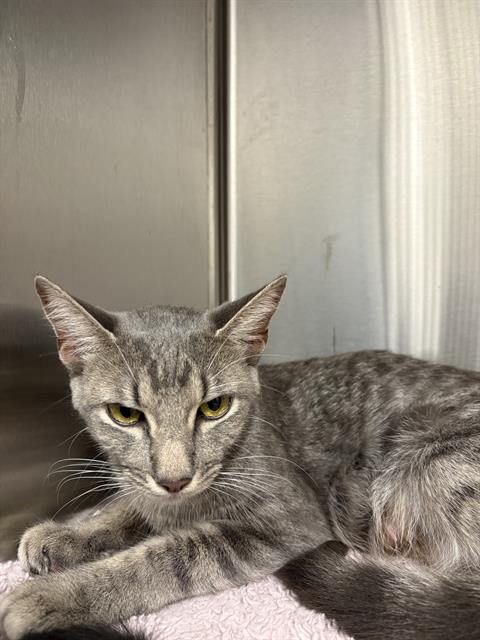 Shelter Stray Female Cat last seen Near, 2600 S Harding St, Indianapolis, IN 46221, USA