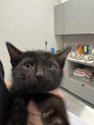Shelter Stray Male Cat last seen Near, 2600 S Harding St, Indianapolis, IN 46221, USA