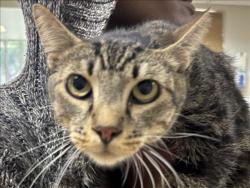 Shelter Stray Male Cat last seen , 957 N Gaffey St, San Pedro, CA 90731, USA