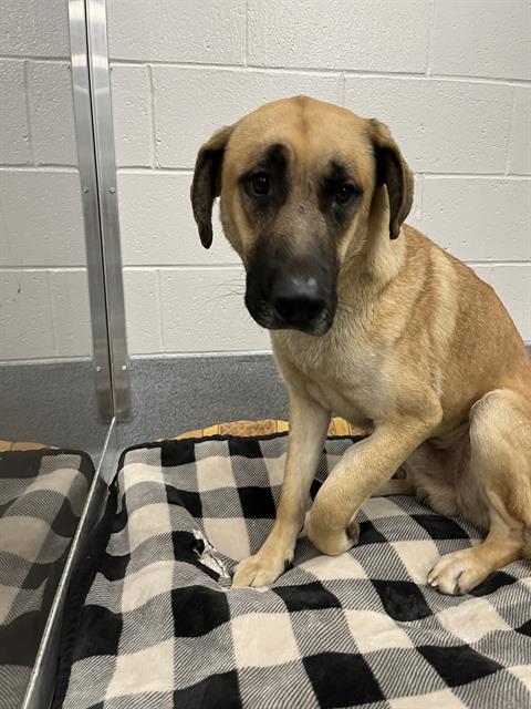 Shelter Stray Male Dog last seen Near, 2600 S Harding St, Indianapolis, IN 46221, USA