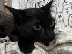 Shelter Stray Male Cat last seen , 957 N Gaffey St, San Pedro, CA 90731, USA
