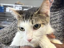 Shelter Stray Female Cat last seen , 957 N Gaffey St, San Pedro, CA 90731, USA