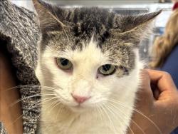 Shelter Stray Male Cat last seen , 957 N Gaffey St, San Pedro, CA 90731, USA