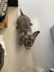 Shelter Stray Female Dog last seen ST.LOUIS AVE, 10521 Baur Blvd, Olivette, MO 63132, USA