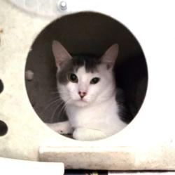 Shelter Stray Male Cat last seen , 1850 W 60th St, Los Angeles, CA 90047, USA