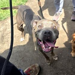 Shelter Stray Female Dog last seen Near BLK E. POPPY LONG BEACH CA 90805, 7700 E Spring St, Long Beach, CA 90815, USA