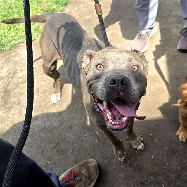 Shelter Stray Female Dog last seen Near BLK E. POPPY LONG BEACH CA 90805, 7700 E Spring St, Long Beach, CA 90815, USA