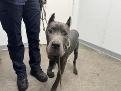 Shelter Stray Male Dog last seen , 1850 W 60th St, Los Angeles, CA 90047, USA