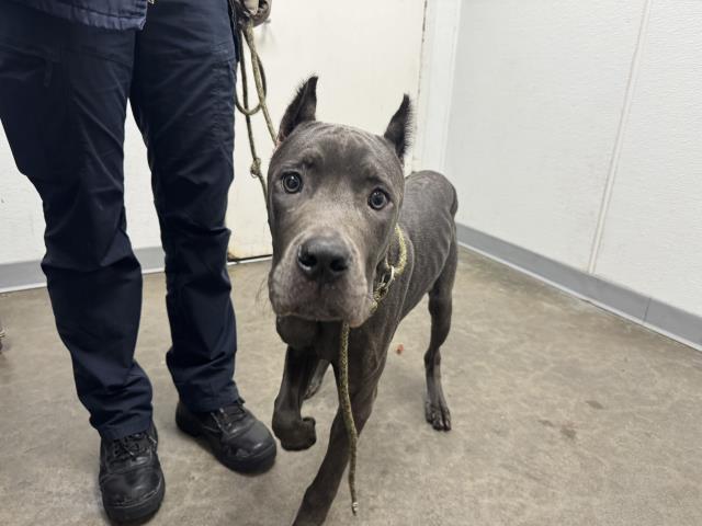 Shelter Stray Male Dog last seen , 1850 W 60th St, Los Angeles, CA 90047, USA