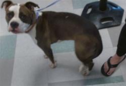 Shelter Stray Female Dog last seen , 2811 SE 29th St, Oklahoma City, OK 73129, USA