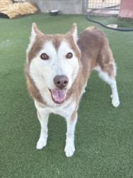 Shelter Stray Female Dog last seen , 11361 W Pico Blvd, Los Angeles, CA 90064, USA