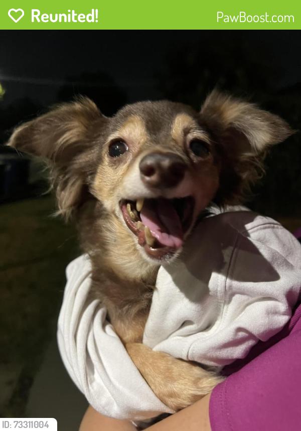 Reunited Female Dog last seen Temple Intermediate Middle School, Rosemead, CA 91770