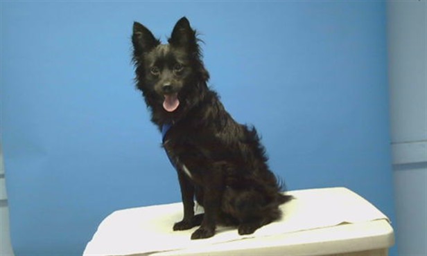 Shelter Stray Male Dog last seen , 216 W Victoria St, Gardena, CA 90248, USA