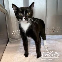 Shelter Stray Female Cat last seen PRISM/SPECTRUM, 92618, 6443 Oak Canyon, Irvine, CA 92618, USA