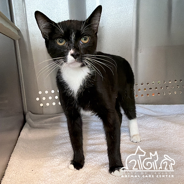 Shelter Stray Female Cat last seen PRISM/SPECTRUM, 92618, 6443 Oak Canyon, Irvine, CA 92618, USA
