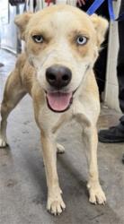 Shelter Stray Female Dog last seen COOLEY CTX VICTORIA CT, 333 Chandler Pl, San Bernardino, CA 92408, USA