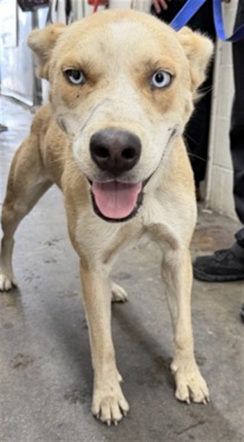 Shelter Stray Female Dog last seen COOLEY CTX VICTORIA CT, 333 Chandler Pl, San Bernardino, CA 92408, USA
