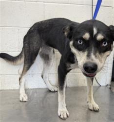 Shelter Stray Female Dog last seen COOLEY CTX VICTORIA CT, 333 Chandler Pl, San Bernardino, CA 92408, USA