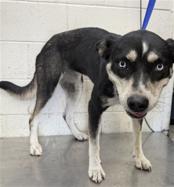 Shelter Stray Female Dog last seen COOLEY CTX VICTORIA CT, 333 Chandler Pl, San Bernardino, CA 92408, USA