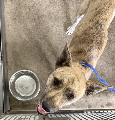Shelter Stray Female Dog last seen COOLEY CTX VICTORIA CT, 333 Chandler Pl, San Bernardino, CA 92408, USA