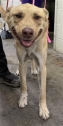 Shelter Stray Male Dog last seen COOLEY CTX VICTORIA CT, 333 Chandler Pl, San Bernardino, CA 92408, USA